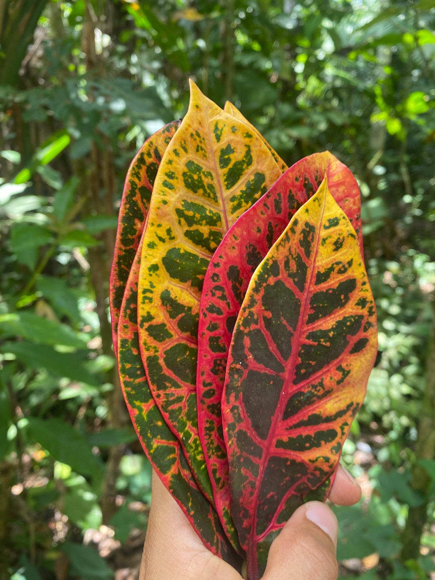 Pavana / Croton Leaves